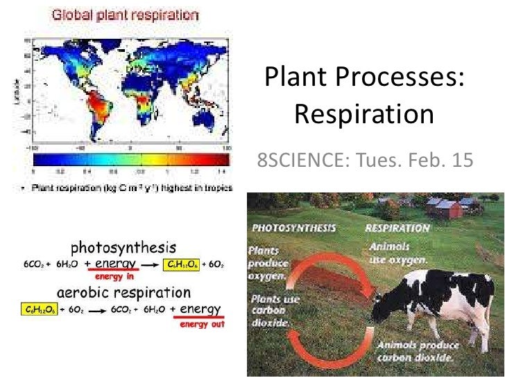 Plant processes respiration
