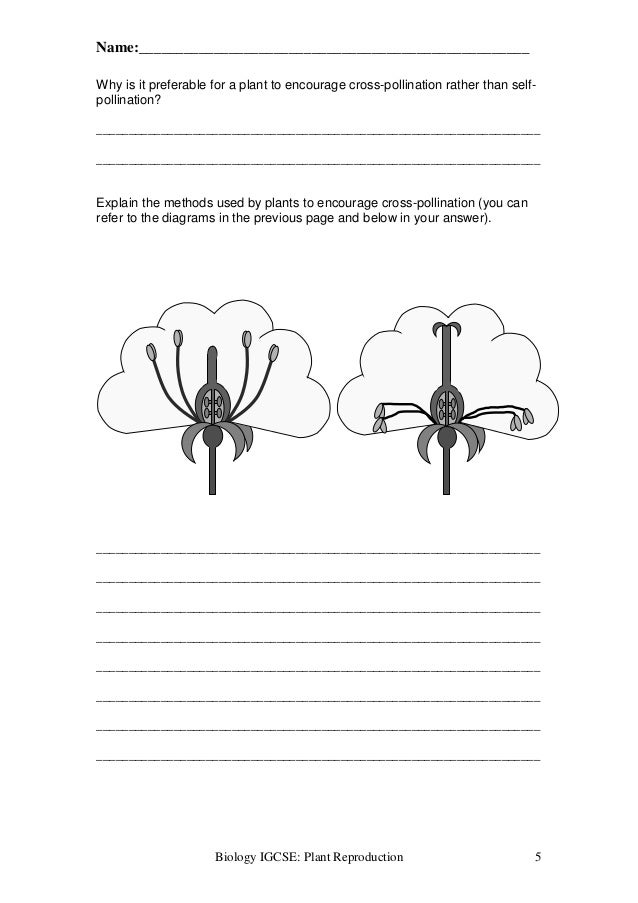 Plant Reproduction Worksheet Answers