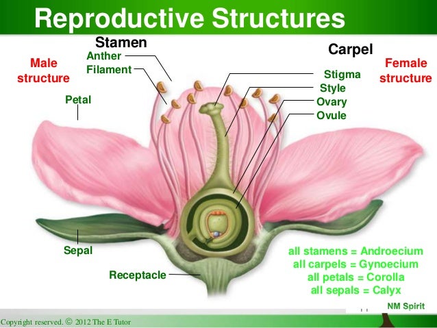 corolla flower