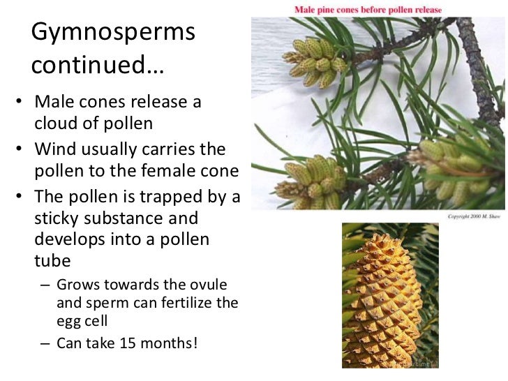 Plant reproduction seed plants