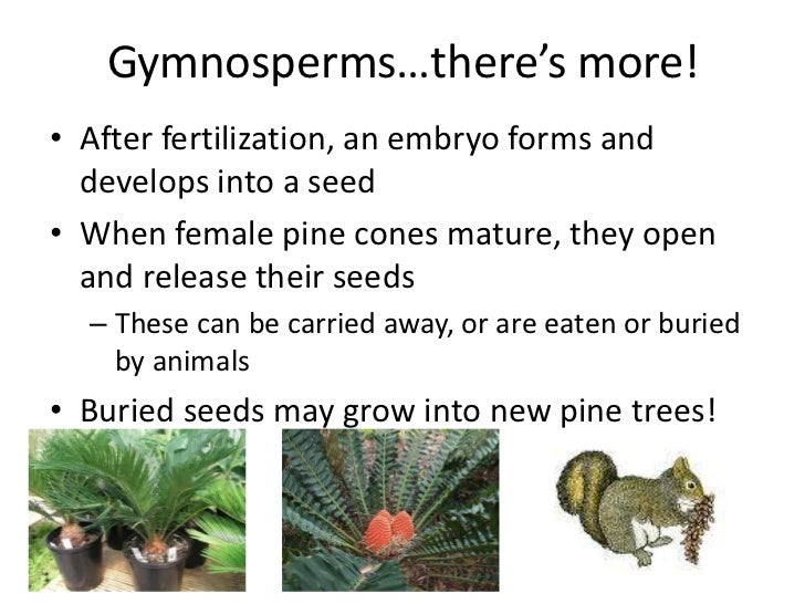 seed plants all have sperm carried by windborne pollen jennifer white naked pussy