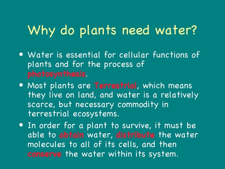 Plants and Water The Evolutionary Model
