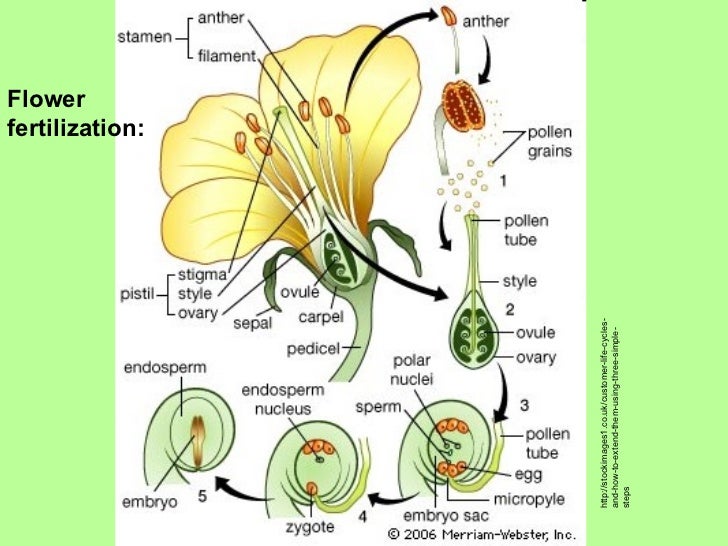 Plants2 plant parts flowers pollination, angiosperms, gymnosperms, s…
