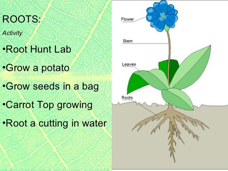 Plants2 plant parts roots & stems, specialized roots, tropisms, incl…