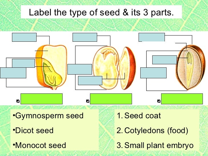 Plants2 plant parts seeds germination, cotyledons, tropisms, include…