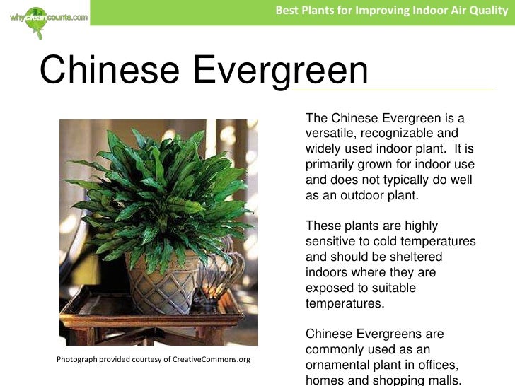 Plants For Rooms With No Light Plants For Rooms With No Light