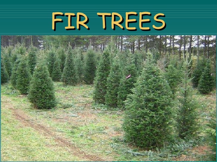 Plants living & surviving