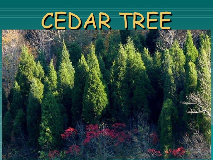 Plants living & surviving