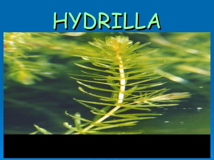 Plants living & surviving