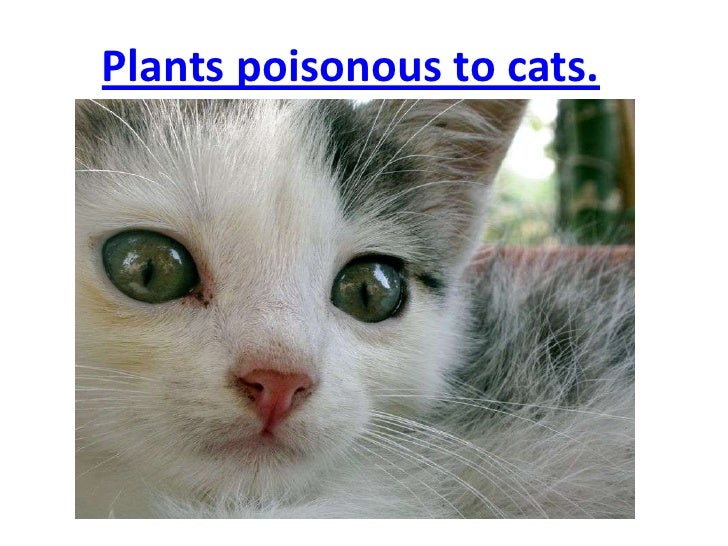 Plants poisonous to cats Plants poisonous to cats