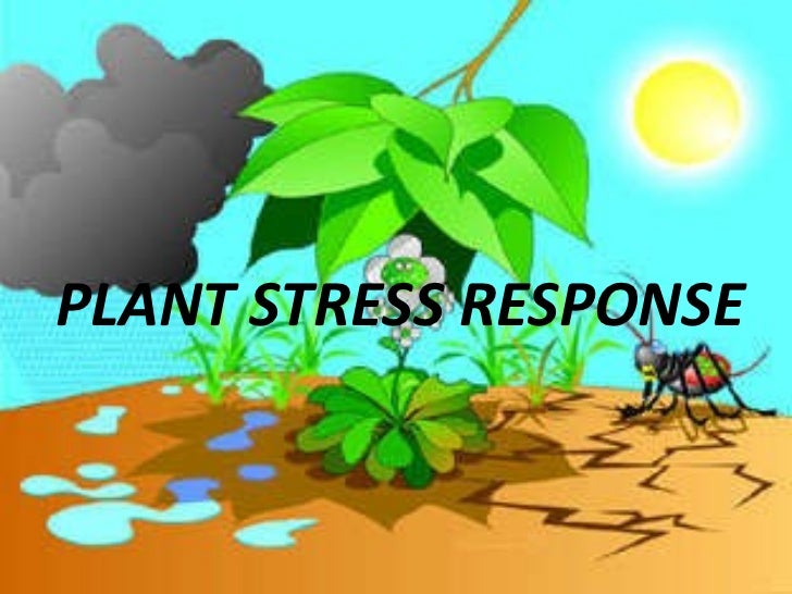 Plant stress responses