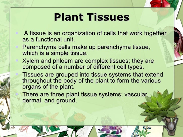 Plant tissues and organs
