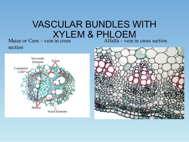 Water Uptake and Transport in Vascular Plants Learn