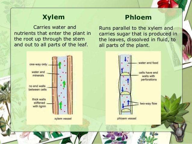 vascular tissue in plants consists of 3 types of plant tissue system and their function (with diagram) of plant tissue system and their function vascular tissue system: it consists of xylem. vascular tissue in plants consists of 3 types of plant tissue system and their function (with diagram) of plant tissue system and their function vascular tissue system: it consists of xylem.