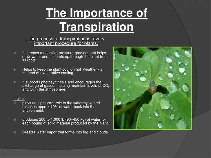 Plant transpiration