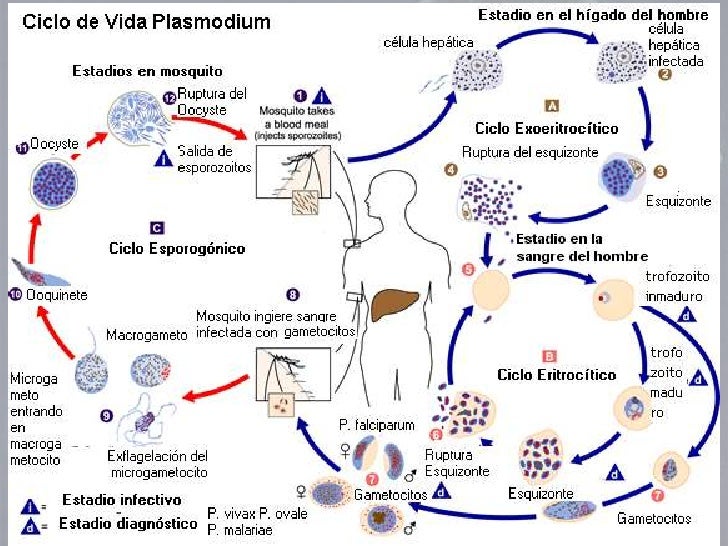 Plasmodium