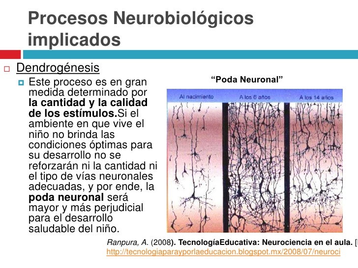 Plasticidad cerebral
