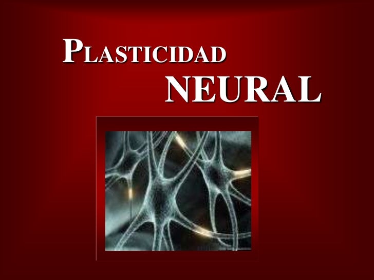 Bienvenidos al nuevo foro de apoyo a Noe #271 / 30.06.15 ~ 03.07.15 - Página 38 Plasticidad-neural-1-728