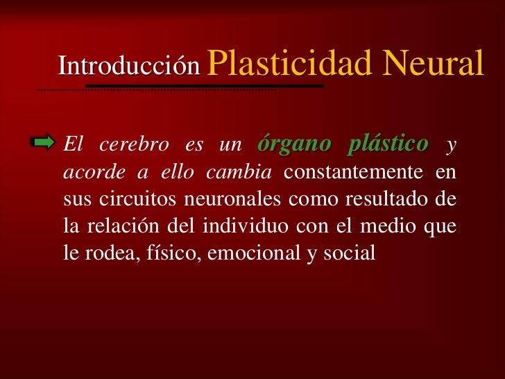 Bienvenidos al nuevo foro de apoyo a Noe #271 / 30.06.15 ~ 03.07.15 - Página 38 Plasticidad-neural-4-728