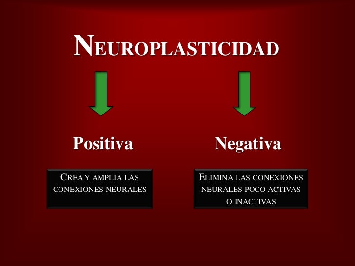 Bienvenidos al nuevo foro de apoyo a Noe #271 / 30.06.15 ~ 03.07.15 - Página 38 Plasticidad-neural-6-728