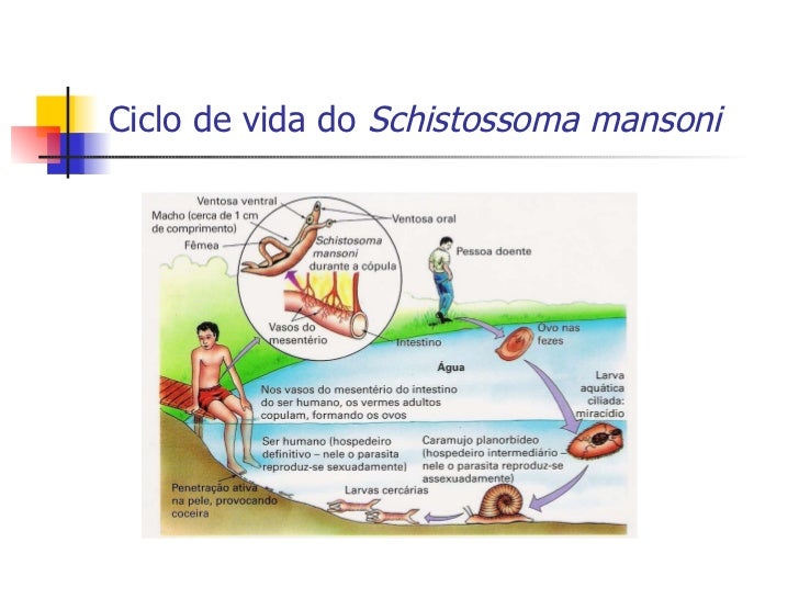 Animais daninhos de vermes como trabalhos