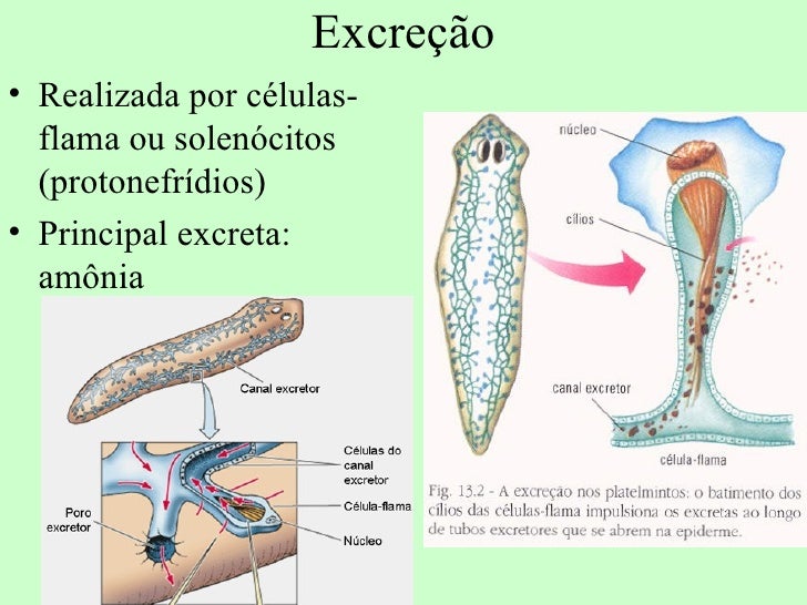 Resultado de imagem para coordenaçao platelmintos