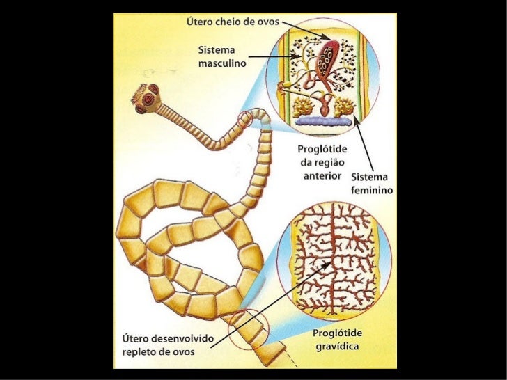 Resultado de imagem para fissao platelmintos