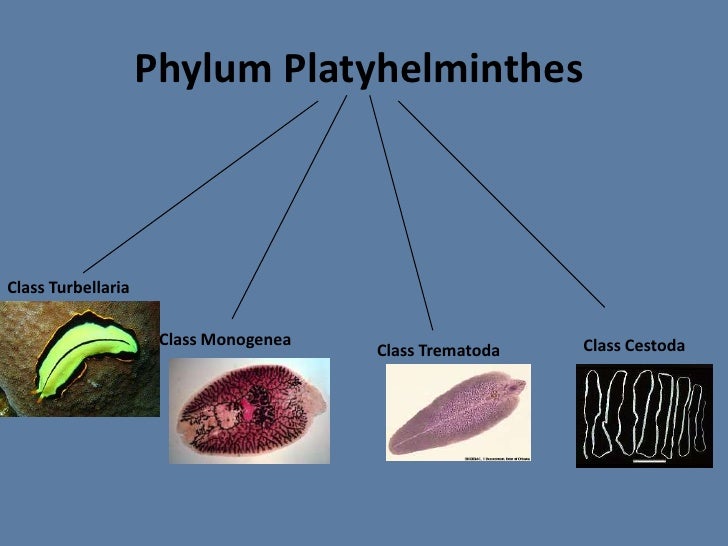 Platyhelminthes