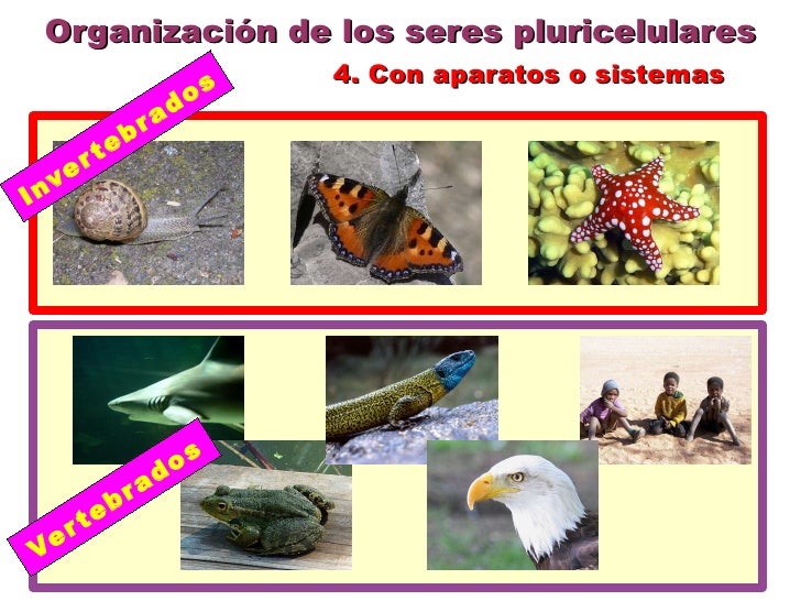 Pluricelulares