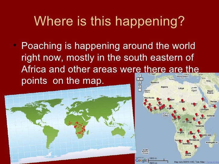 Why Poaching Is Bad rmt.edu.pk