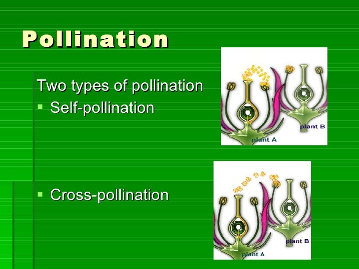 Pollination Definition