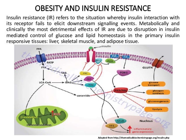 Metformin insulin resistance / Cytotec avortement effets Metformin insulin resistance / Cytotec avortement effets