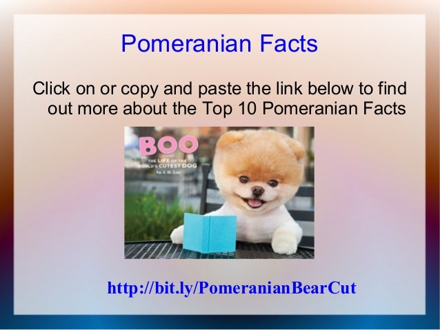 pomeranian facts pomeranian facts pomeranian facts pomeranian facts