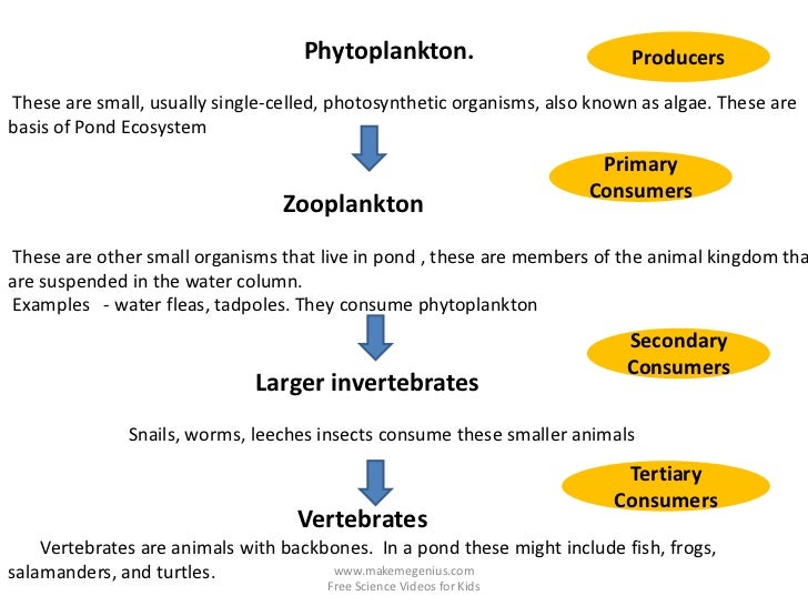 Phytoplankton.                          ProducersThese are small, usually single-celled, photosynthetic organisms, also kn...