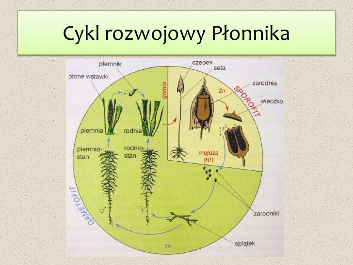 Cykl Rozwojowy Skrzypu Polnego Płonnik pospolity