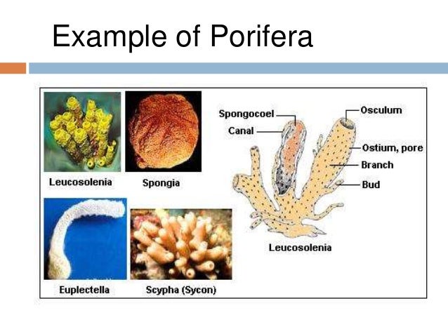 examples of porifera