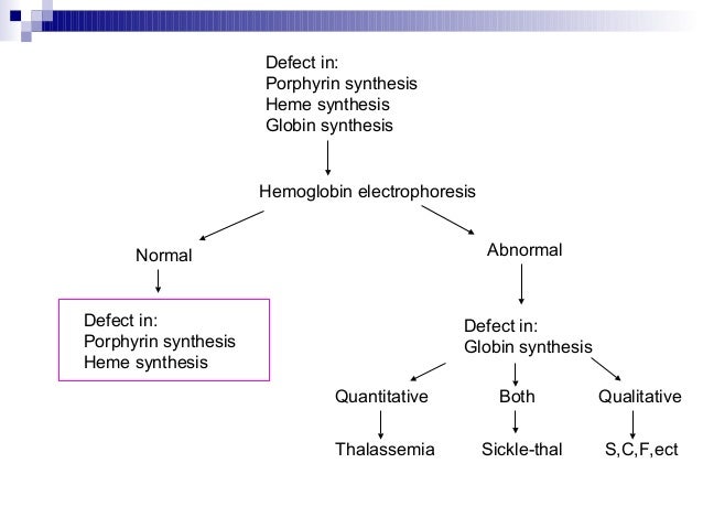 heme sythesis heme sythesis