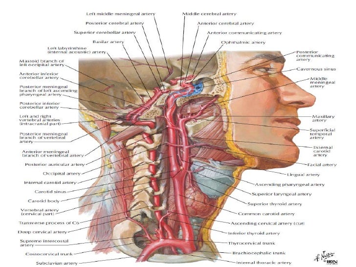 memory enhancing foods diet that improve memory Memory enhancing foods diet that improve memory photo 2