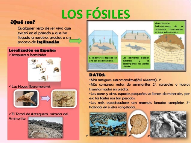 Póster los fósiles