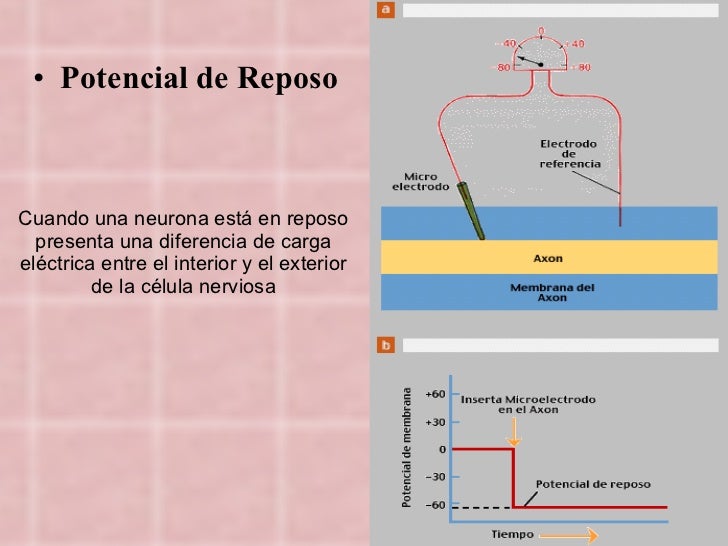 Potencial dereposoypotencialdeaccion