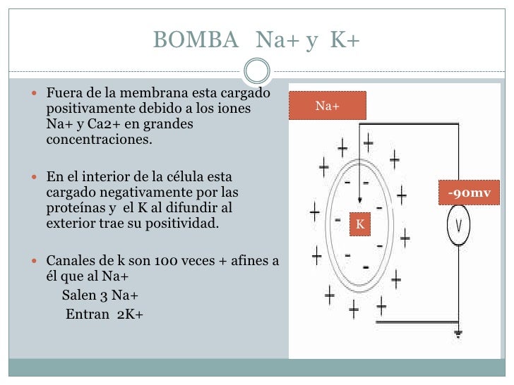 Potencial de acción. Potencial de acción.