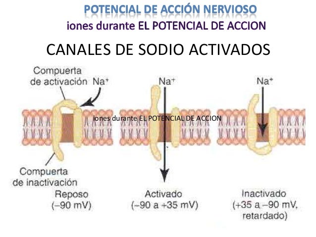 Potencial de accion cc Potencial de accion cc