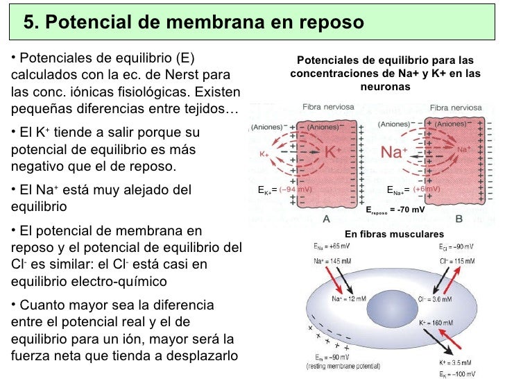 Potencial de membrana_celular