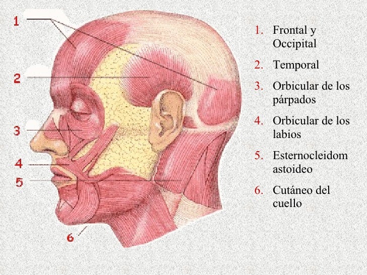 Musculos De Cabeza