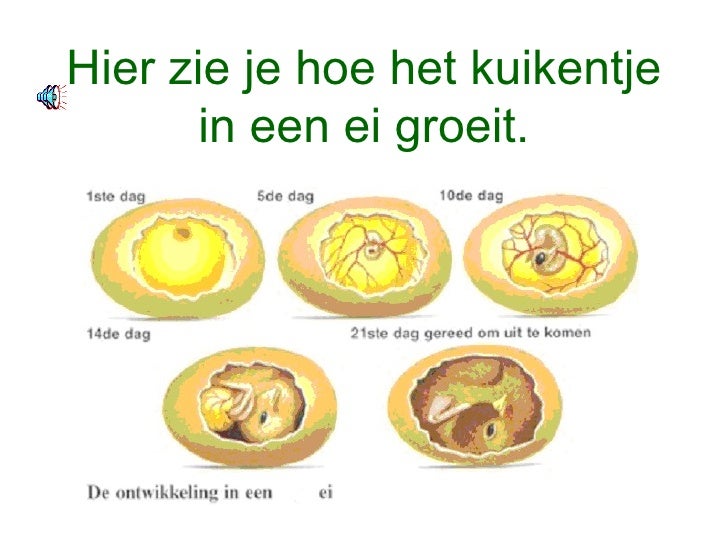 Powerpoint De Kippen