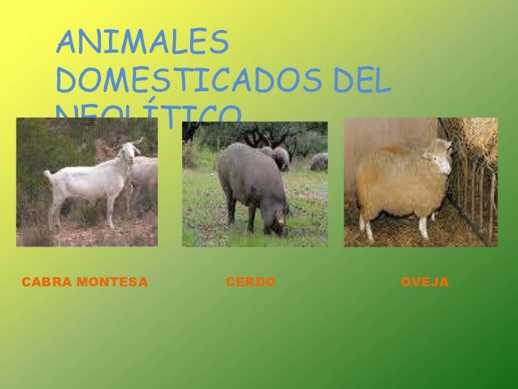 Power point el neolitico