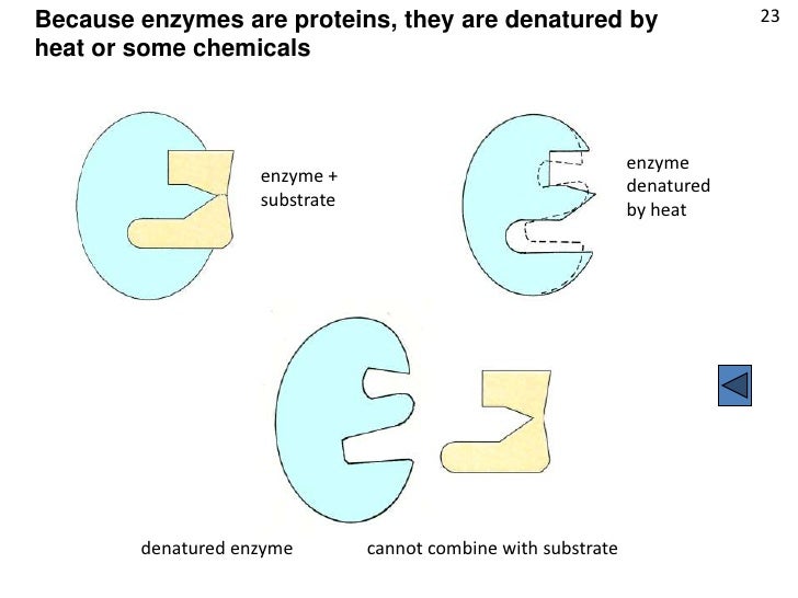 Powerpoint enzymes