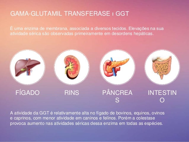 Atividade Sérica das Enzimas CK GGT AST