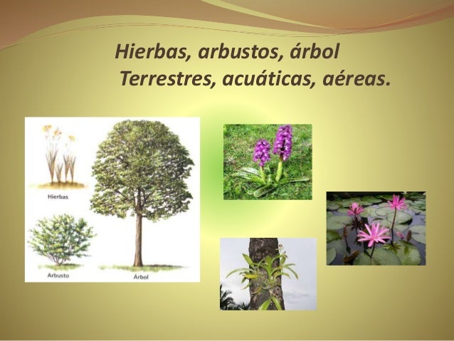 Un ser vivo diferente Un ser vivo diferente