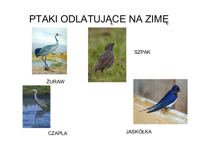 Poznajemy ptaki
